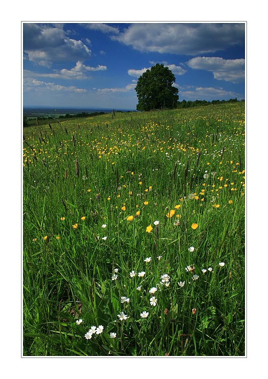 Vôňa jarných lúk